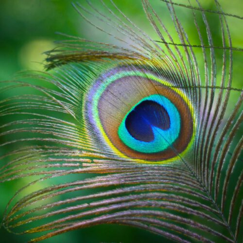 david-holifield-l0bqFaNb9LM-unsplash